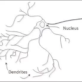 Нейроны квадрат